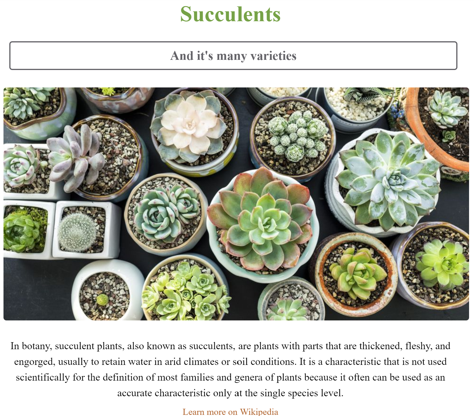 Succulents Project